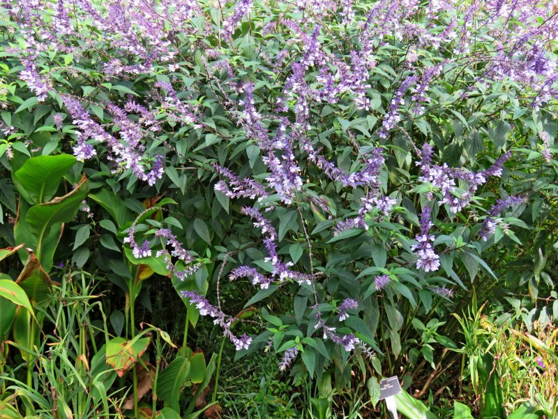 SALVIA PHYLIS FANCY.JPG