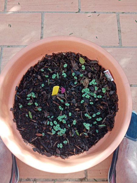 Salvia Red 25 Oct 21.jpg