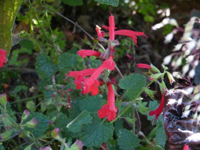 Salvia roemeriana 2.JPG