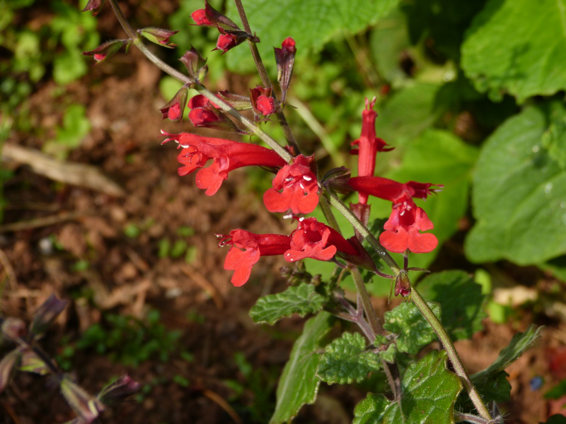 Salvia roemeriana .JPG