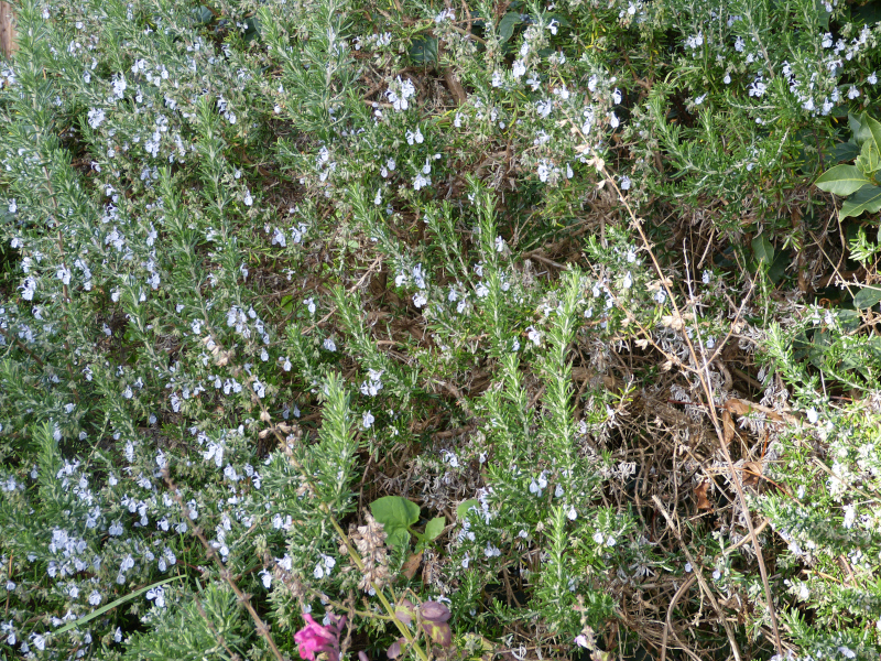 Salvia rosmarianus.JPG