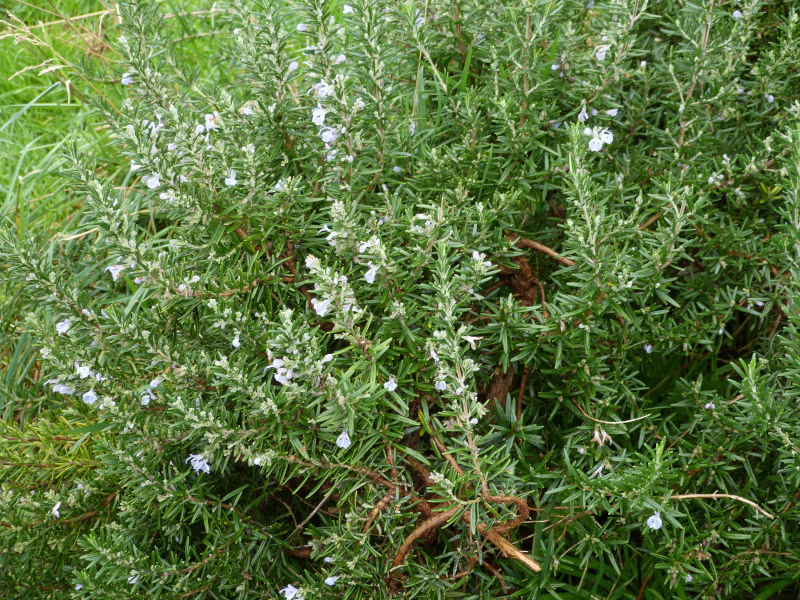 Salvia rosmarinus.JPG