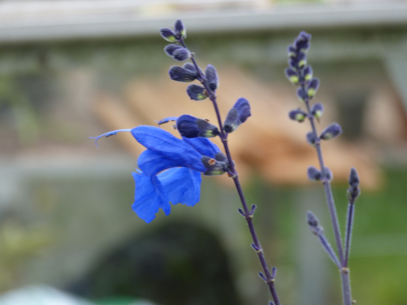 Salvia sagiittata.JPG
