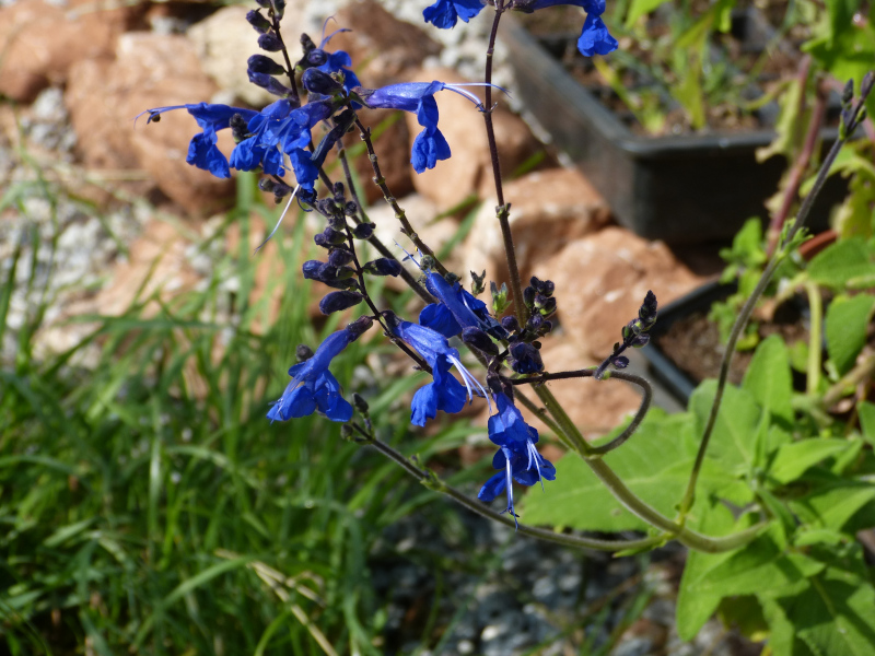 Salvia sagittata.JPG
