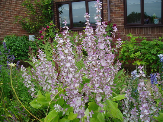 salvia sclarea.jpg
