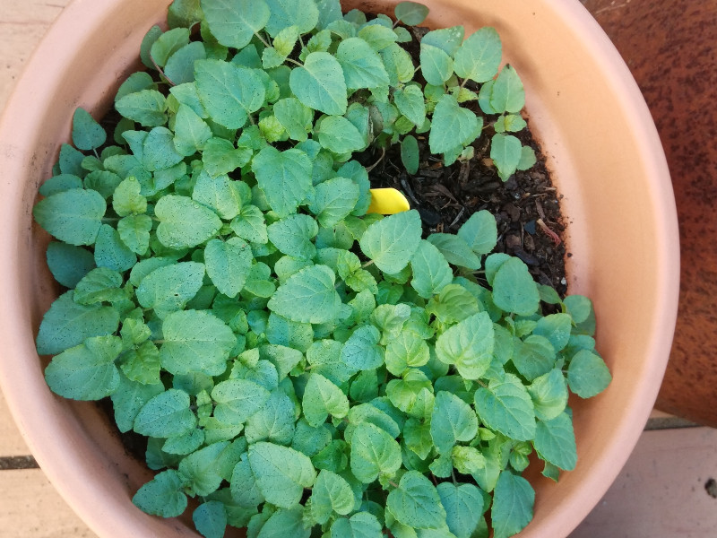 Salvia Seedlings Dec 21.jpg