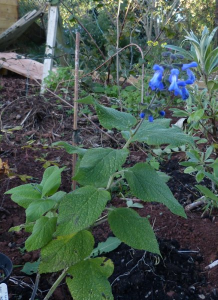 Salvia species from Catamarica.JPG