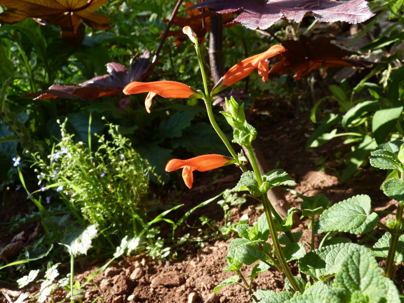 Salvia stolonifera.JPG