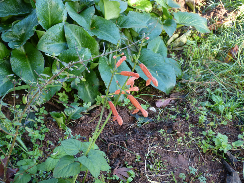 Salvia stolonifera.JPG