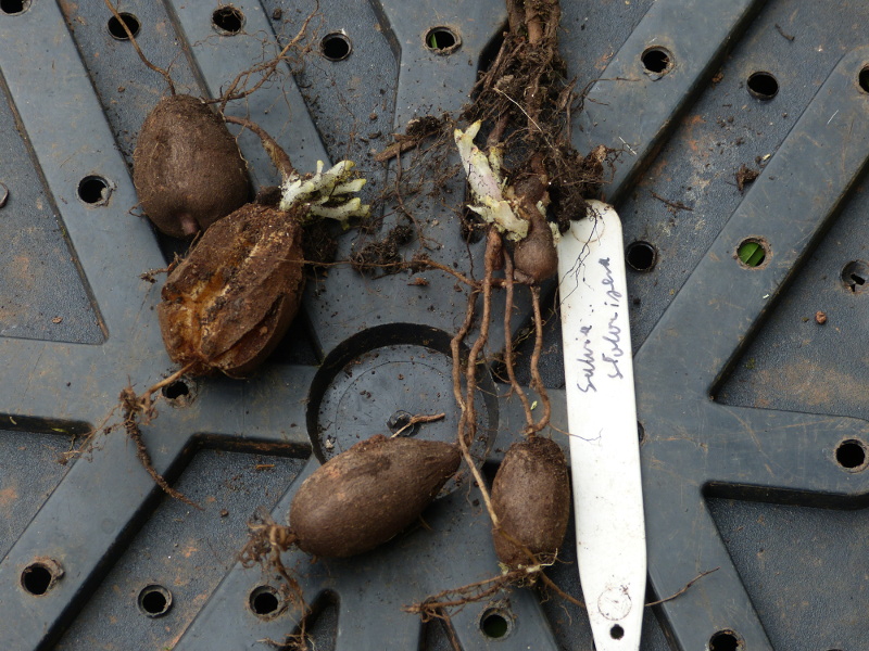 Salvia stolonifera tuber.JPG