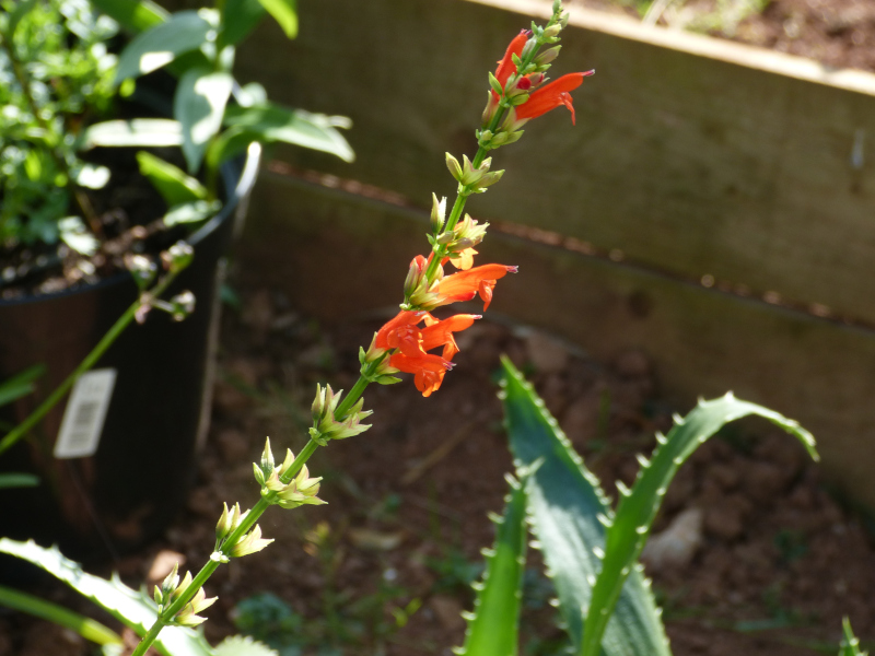 Salvia subrotunda.JPG