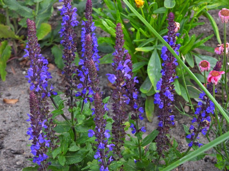 Salvia Synchro Blue.JPG
