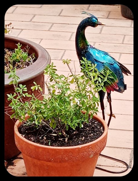 Salvia  White1 19Jun 22(1).jpg