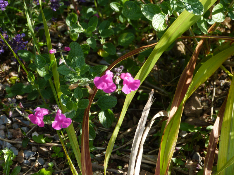 Salvia wislizeni.JPG