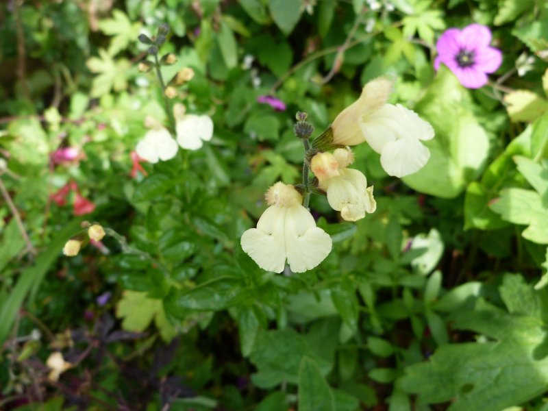 Salvias and Coryopteris 11 August 2012 001.JPG