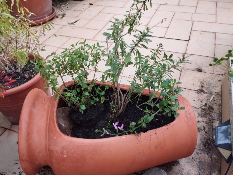 SalviDalvia 1 Sep 25.jpg