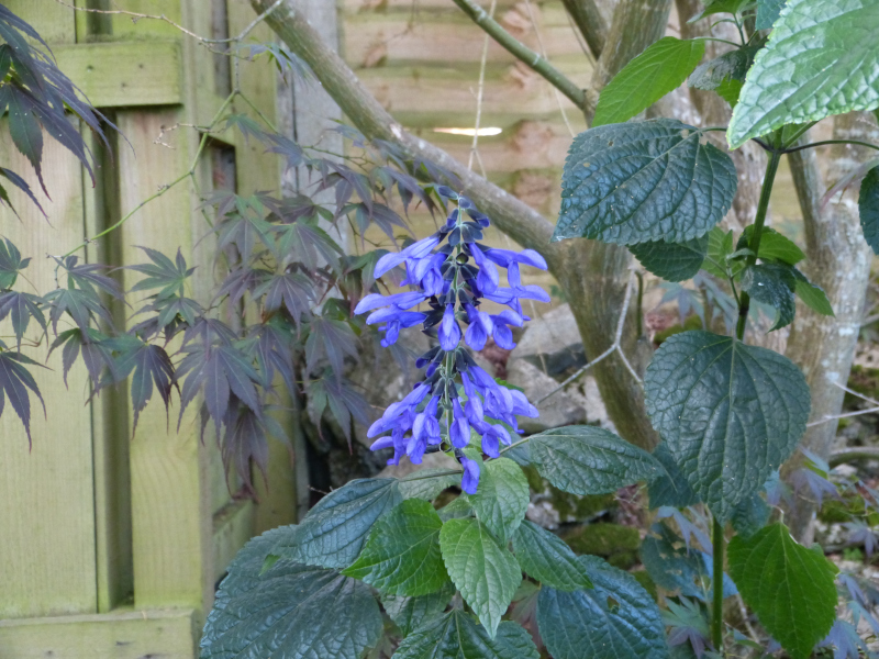 Salviia guaranatica Black and Blue.JPG