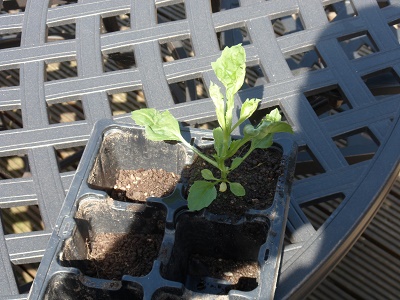 SAM_2154.jpg small.jpg