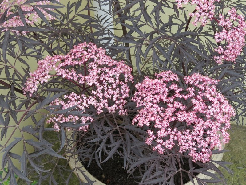 Sambucus 'Black Lace' (2).JPG