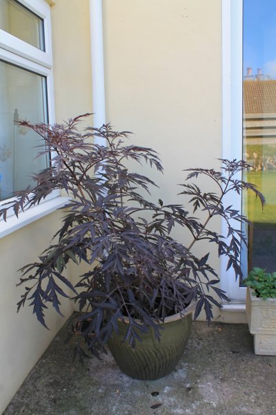 Sambucus 'Black Lace'.JPG