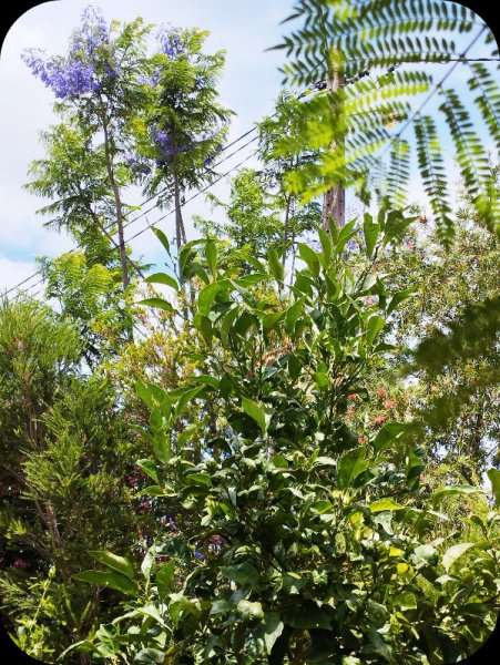 Sand Garden10 24 Jun 25.jpg