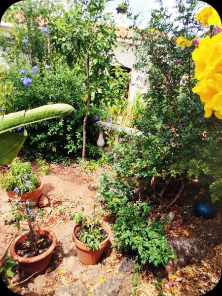 Sand Garden4 24 Jun 25.jpg