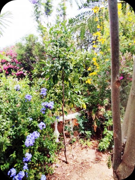 Sand Garden5 24 Jun 25.jpg