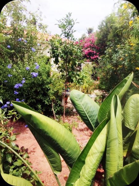 Sand Garden6 24 Jun 25.jpg