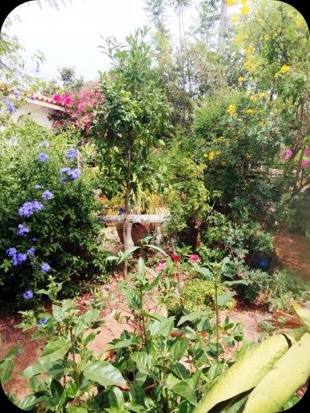 Sand Garden8 24 Jun 25.jpg