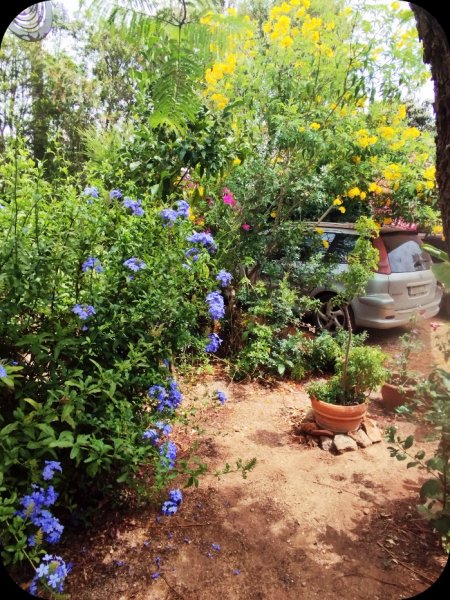 Sand Garden9 24 Jun 25.jpg