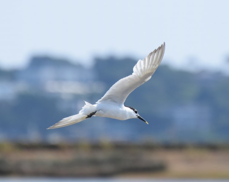 sand tern 2.jpg