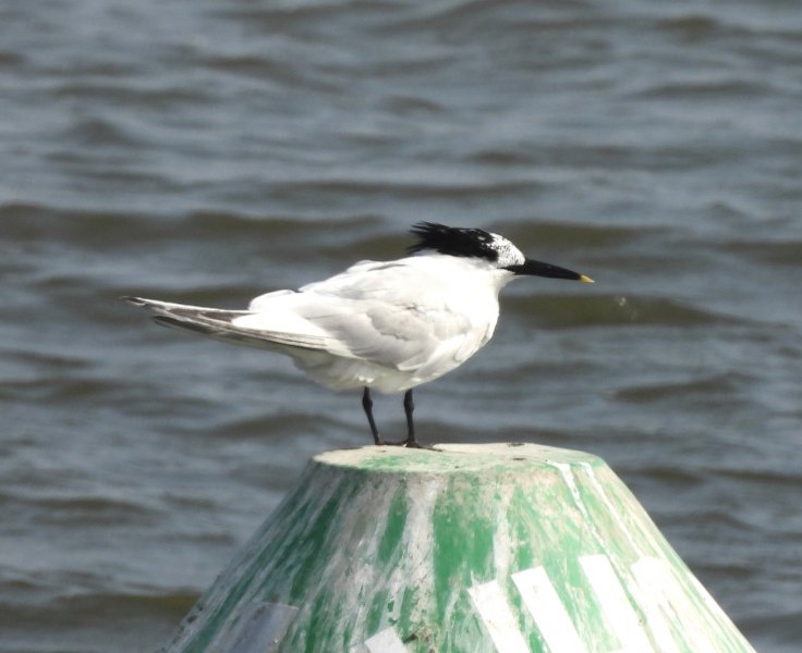 Sand Tern.JPG
