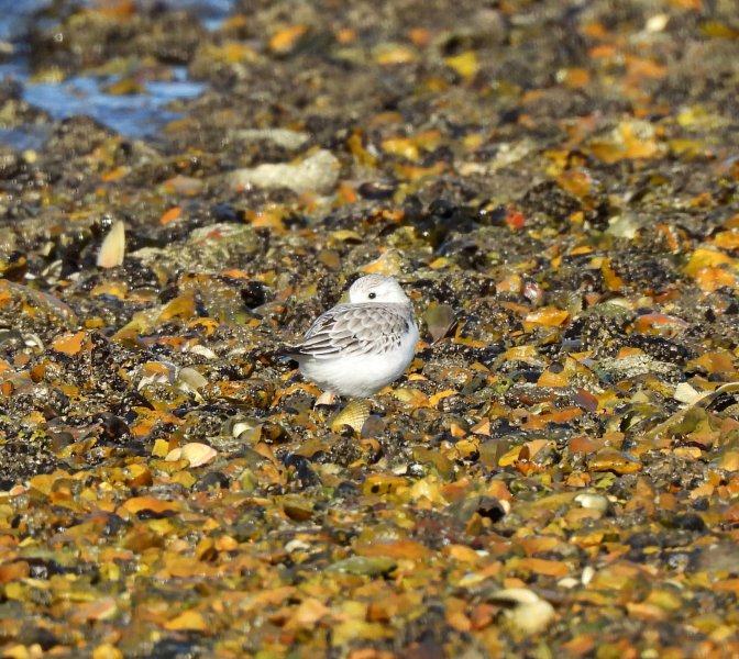 sanderling.jpg
