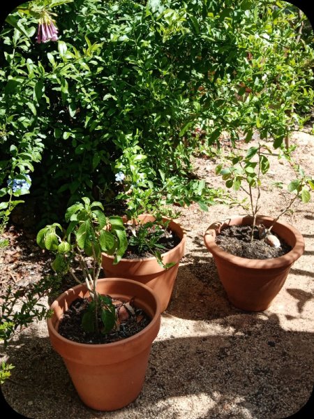 Sandgarten1 18 May 24.jpg