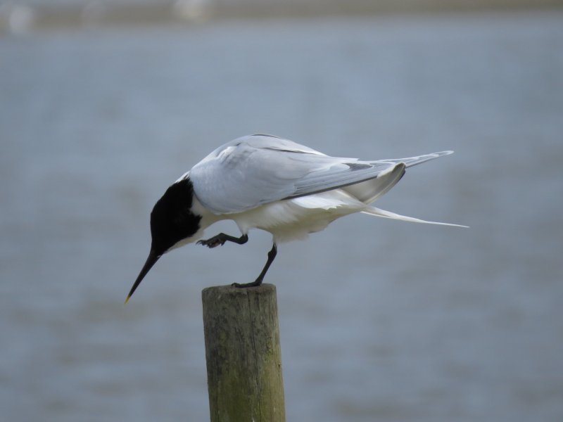 SANDWICH TERN 2.JPG