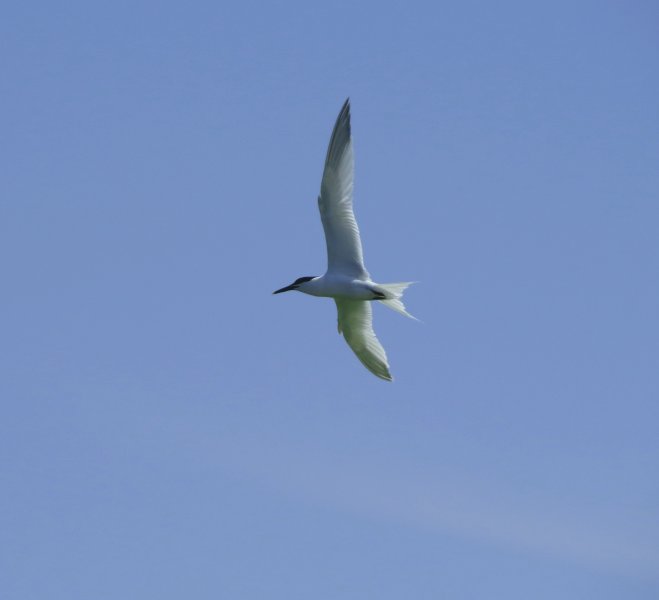 SANDWICH TERN 5.JPG