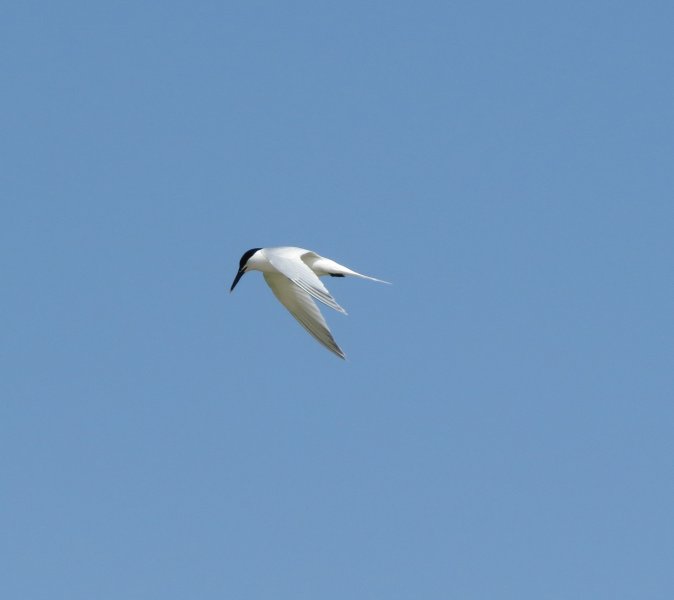 sandwich tern 7.JPG