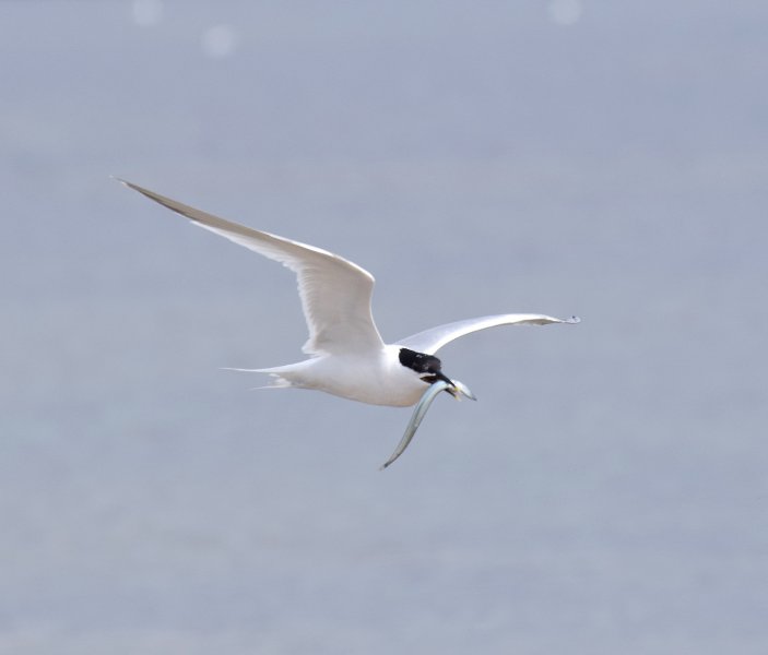 Sandwich Tern 7.JPG