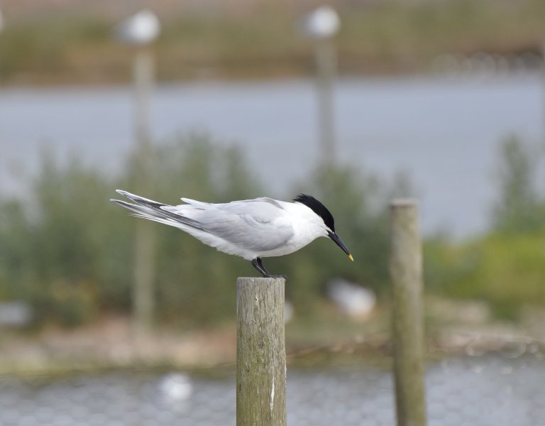 Sandwich Tern 9.JPG