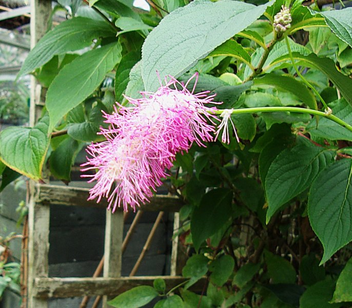 Sanguisorba.JPG