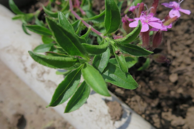 SAPONARIA  OCYMOIDES 01-07-2015 11-06-15.JPG