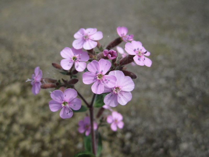 SAPONARIA  OCYMOIDES 27-04-2011 13-57-06.JPG