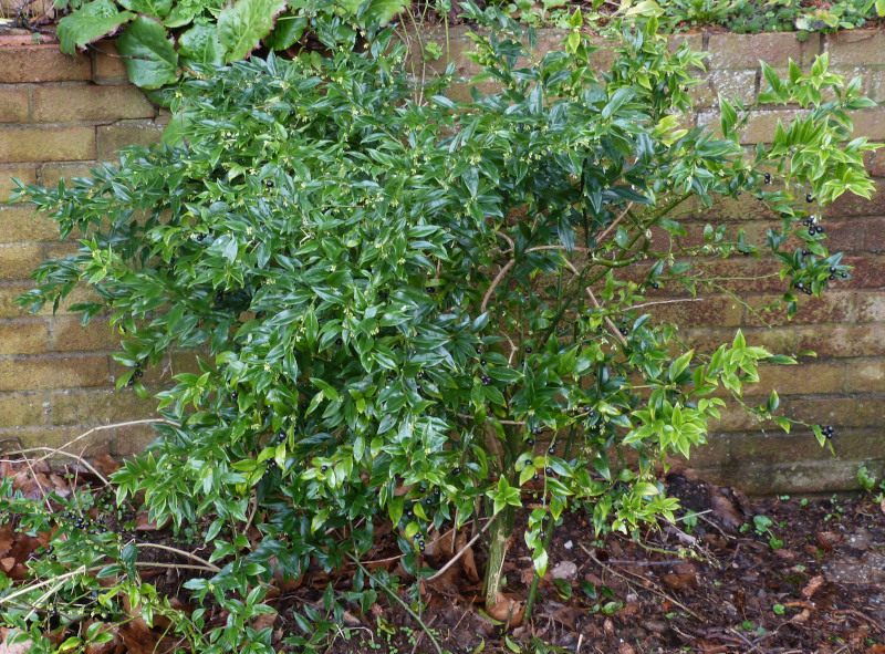 Sarcoccoca confusa.JPG