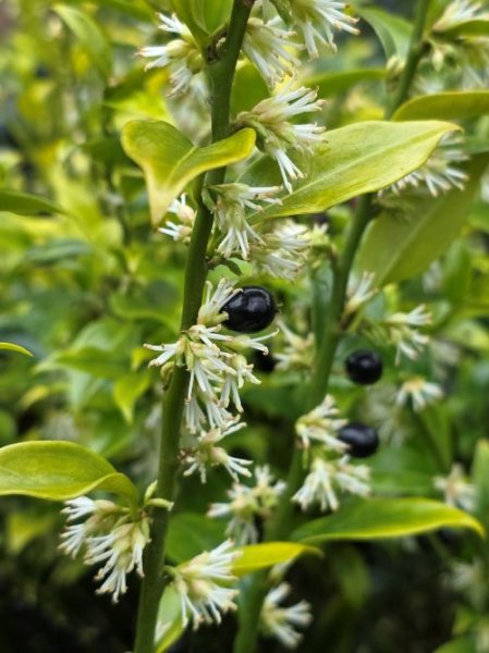 Sarcococca 1.jpg