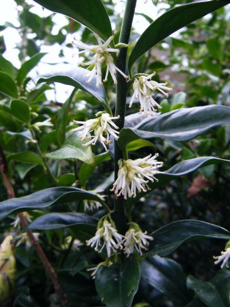 sarcococca close up flower (2).JPG