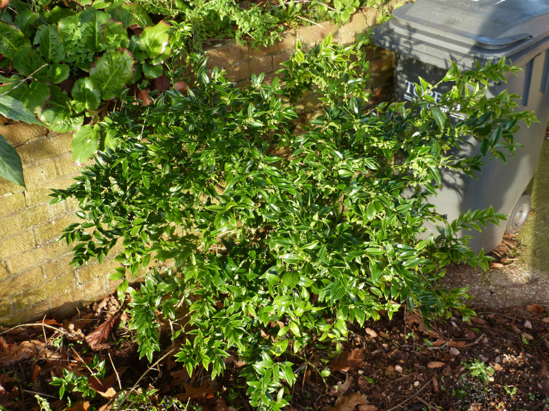 Sarcococca confusa 1.JPG