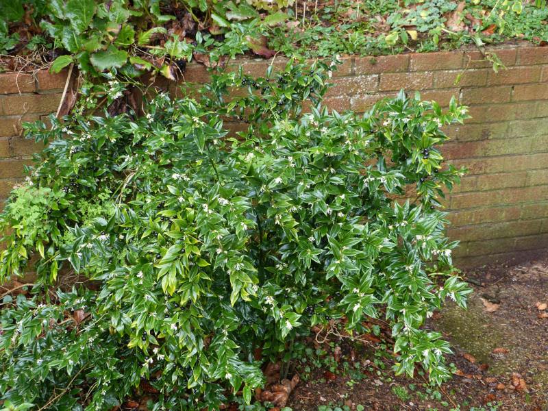 Sarcococca confusa.JPG
