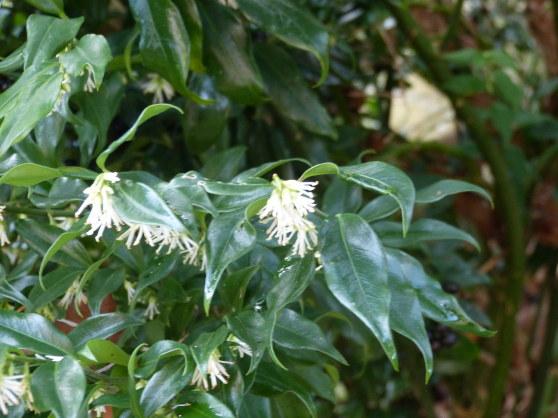 Sarcococca confusa.JPG