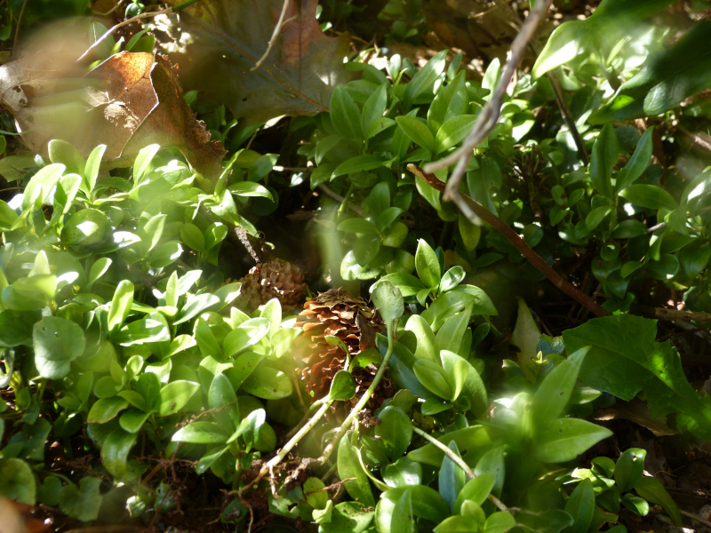 Sarcococca confusa seedlings.JPG