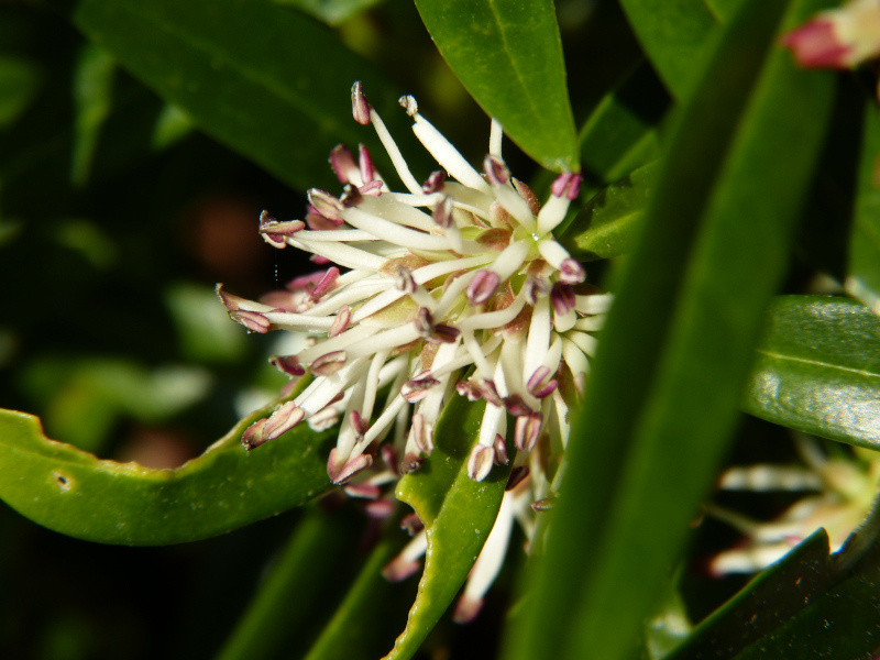 Sarcococca hookeriana.JPG
